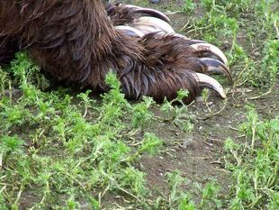 16 Cinnamon's claws June 2010 photo by PhilSchultz