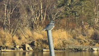 2014.11.24 11.04 LRW FEMALE BELTED KINGFISHER