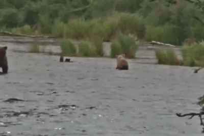 504 GIF 2022.07.17 LIGHTER CUB FIND BIG PIECE OF SALMON LUNACRE p 2022.07.18 09.54