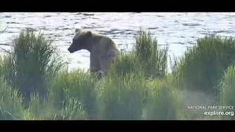 First_bear_on_cam_2020_Grazer_June_22nd_2020,_video_by_Ratna_Narayan