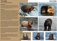 775 Lefty's page of the 2017 Bears of Brooks River book, page 79