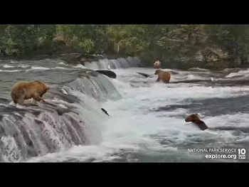 Third_time's_the_charm_for_854_Divot_Brooks_Falls_cam_Explore.org_7-14-2022