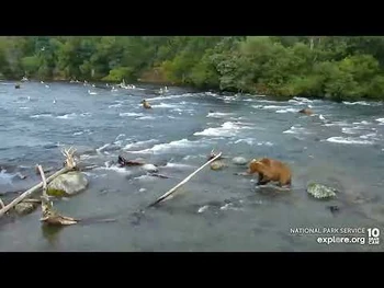 2022_07_13...The_River_Adventure_of_910s_Coy..Courtesy_of_Explore.org