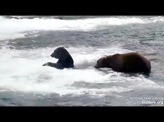 23_Sep_2020-_907_Watches_His_Buddy_182_Fish_(explore.org)