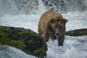 801 PIC 2016.07.xx NPS PHOTO RANELA RAMOS A NEW BEAR AT BROOKS FALL BLOG RDAVE 2016.07