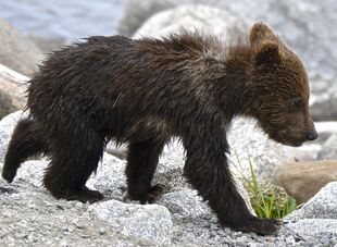 171's smallest spring cub on June 30, 2019 at 11:49 photograph by Truman Everts with this information about the photo "That is a little face full of determination: Mum (171) is moving west towards Closed Trail, and this tiny spring cub has to take 5 or 6 quick little steps, per Mom step, to try to keep up with her."