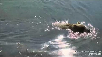435_Holly_swimming_near_the_bridge_7_21_2019,_video_by_Lani_H