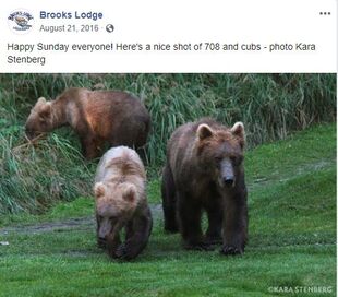 Brooks Lodge's August 21, 2016 Facebook post with Kara Stenberg's photograph of 708 Amelia with her 2 yearlings
