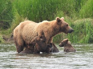 Sow 402 came into the river followed by her 4 cubs. The cubs came out farther into the river where it was flowing faster than they were comfortable and started to panic. Mama came to usher the cubs closer to the shore when this one cub started to climb up onto her. This photo was taken right after the cub cleared the water.