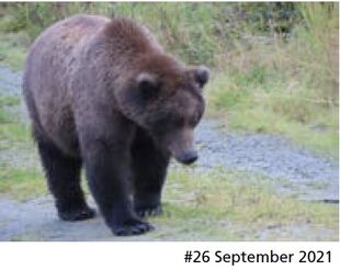 26 September 2021 NPS photo 2022 Bears of Brooks River book page 30