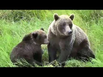 Bear_811_2020
