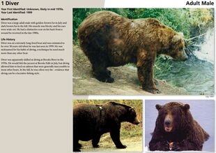 1 Diver's page of the 2015 Bears of Brooks River book page 72