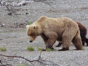 128 Grazer & yearling June 4, 2025 NPS photograph by Ranger Tammy Carmack via Katmai Conservancy Ranger Naomi Boak (p 06/04/25 18:25 #2)