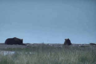 Who? 94's 2018 female subadult wakes her sleepy friend to play July 14, 2022 gif created by LunaCre (p 23:03 02)