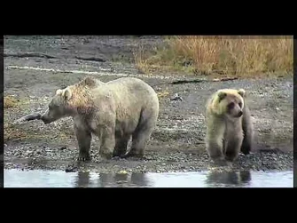 435_Holly_&_cub_Aug_through_Sept_2021_video_&_snapshots_from_explore_org