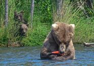 409 Beadnose with her 2 spring cubs between July 16, 2016 - July 21, 2016 photograph by Truman Everts