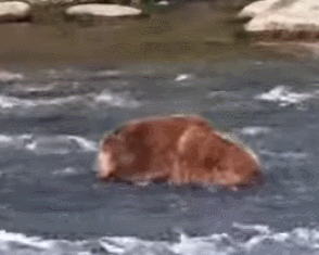 747 napping in the far side of the river while 856 is fishing in the jacuzzi June 24, 2022 gif created by oregonshefisher (p 19:41)