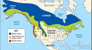 Lynx range map