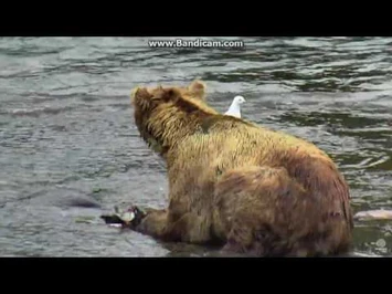 08_??_am_,_07_03_2016._Bear_eat_Breakfast_-_brooks_falls_live_cam