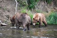 775 Lefty (right) and 68 (left) July 14, 2019 photo by angerbodha