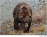 814 Lurch October 2014 NPS photo from the 2015 Bears of Brooks River book, page 67