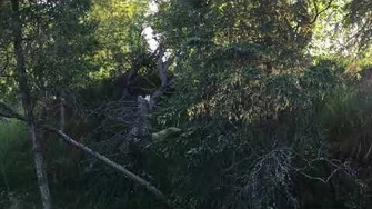 Sub-adult_bear_climbs_out_of_a_tree_it_was_chased_into_June_19,_2019_21_30_AKDT_by_Kara_Stenberg-0