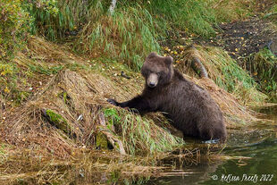 132's male yearling September 15, 2022 photo by Melissa Freels