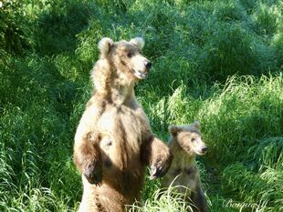 128 Grazer and 1 of 2 yearlings June 28, 2021 photo by Bonnie Hankins (aka NutsBoutBears)