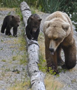 171 and 2 spring cubs June 30, 2019 photo by Truman Everts