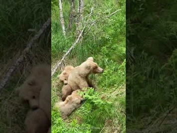 128_Grazer_and_yearlings_6-24-21,_Brooks_Camp,_KNP
