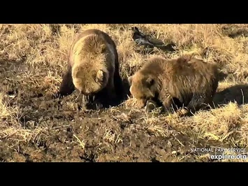 24_Oct_2020-_811_Finds_Something_Edible_in_the_Muck-2