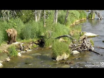 26_Jun_2022-_903_Arrives_(explore.org)