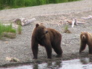 700 Marge with 1 of 2 yearlings June 28, 2007 NPS photo