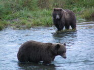 700 Marge with 1 of 2 yearlings September 21, 2007 NPS photo