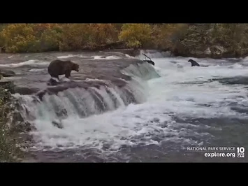 -9-25-2022-_856_"Showing_his_huge_size_on_the_lip"_(Brooks_Falls_Bears_explore.org)