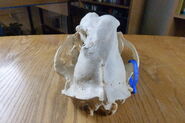 130-tundra-skull 15 15722890063 o