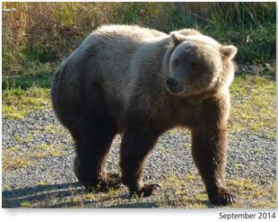 171 September 2014 NPS photo 2015 Bears of Brooks River book page 31