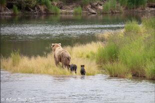 171 and 2 spring cubs June 30, 2019 photo by Melissa Freels