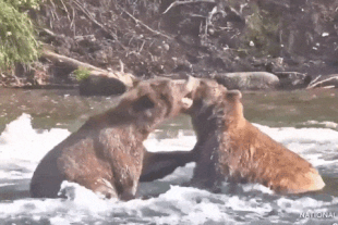 99 (left) and 812 (right) September 22, 2021 gif by LunaCre