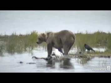 131_on_the_Spit_-_August_30,_2022_(explore.org)