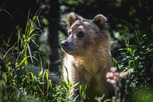 One of 132's three 2.5 year-old cubs June 7, 2016 NPS photo Ranger Daniel Lombardi posted June 9, 2016