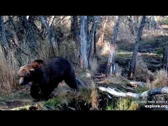 15_Oct_2023-_344_Walks_the_Riffles_Bank_(explore.org)