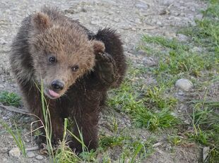 1 of 171's 2 spring cubs July 2, 2019 photo by Truman Everts