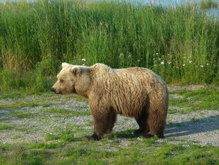 482 Brett with her remaining yearling from her 2010 litter July 5, 2011 NPS photo KNP&P Flickr