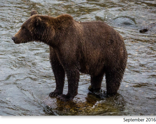 504 September 2016 photo 2017 Bears of Brooks River book page 55.