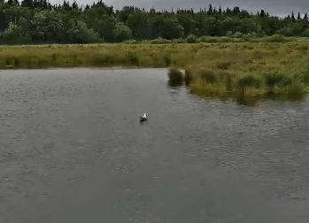 ALICE GIF 2022.07.14 ALICE DIVES IN LOWER RIVER STEVECA p 09.05