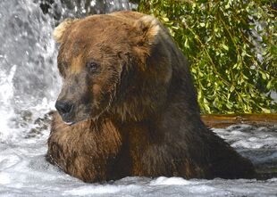 755 ScareD Bear July 7, 2019 photo by Truman Everts