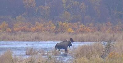 Moose observed during the 2015 season snapshot by olddude