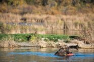 480 Otis eats a spawned-out salmon on the Lower Brooks River September 30, 2018 NPS photo by Ranger Russ Taylor from KNP&P flickr