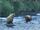 06.30.2016 - Bears playing in the Riffles, video by Brenda D